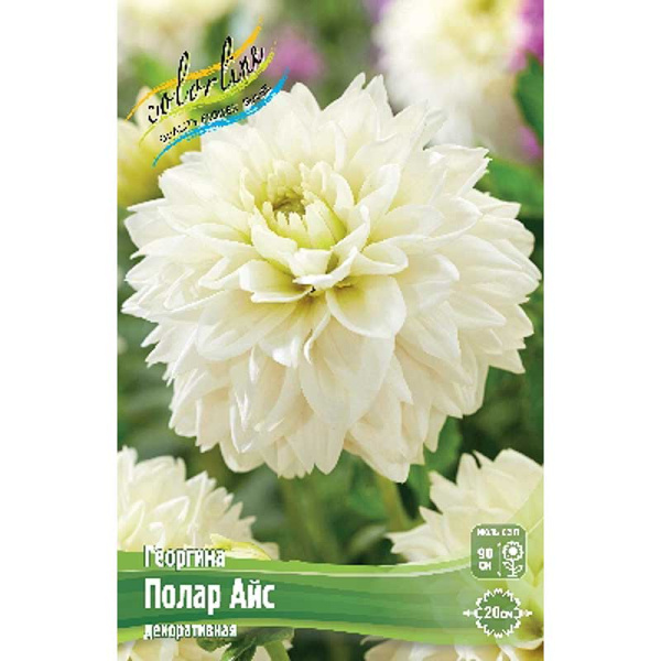 Георгина Полар Айс I 1 шт
