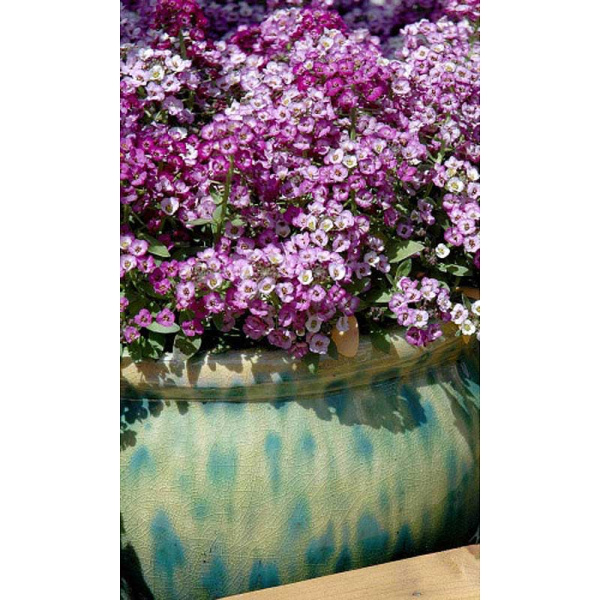 Алиссум Розовая королева Марс Ц 