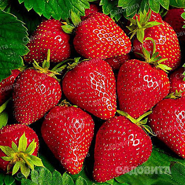 Земляника садовая Моллинг Сентчери (цена за 40 шт.) ОСП