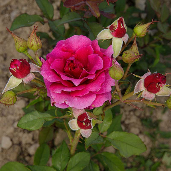 Роза флорибунда Интрига Садовита