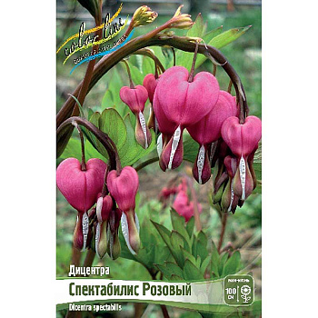 8419 Биг-Пак Дицентра Спектабилис Розовый 02/03 25 шт