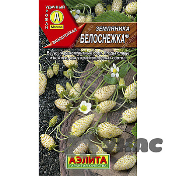 Земляника Белоснежка Аэлита Ц Земляника Белоснежка Аэлита Ц
