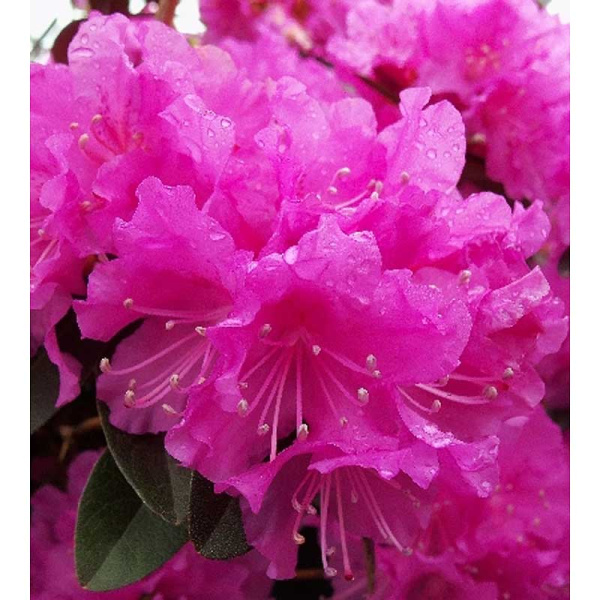 Рододендрон Гибридный П. Джи. М. Элит P9