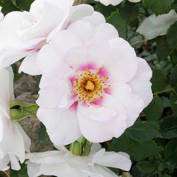 Роза Шраб Буллс Айс Садовита