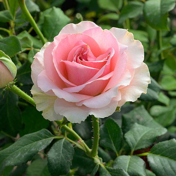 Роза чайно-гибридная Эсперанс Садовита