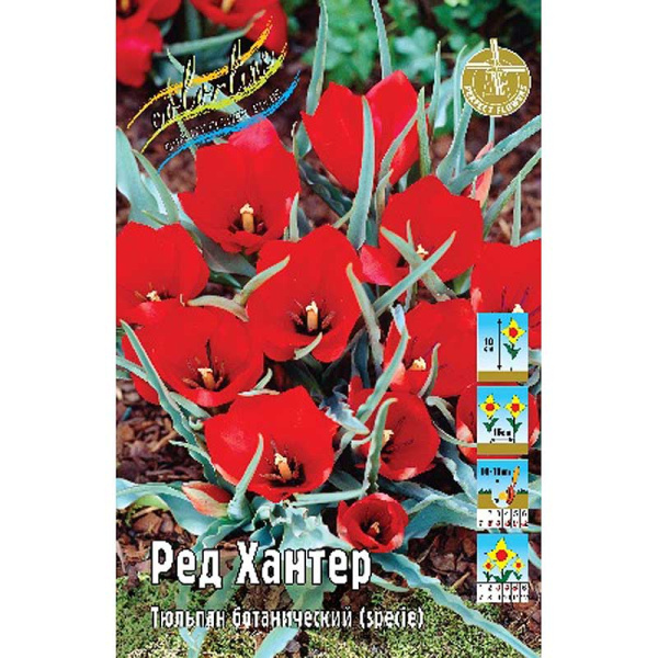 2110 Шоу-Бокс Тюльпан Ред Хантер 6/7 100 шт