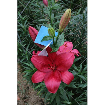 Лилия Хьюстон 12/14 7 шт