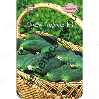 Огурец Меренга 100шт (Нидерланды) Каприс