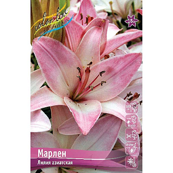 Лилия Марлен 16/18 25 шт Биг-Пак 10283
