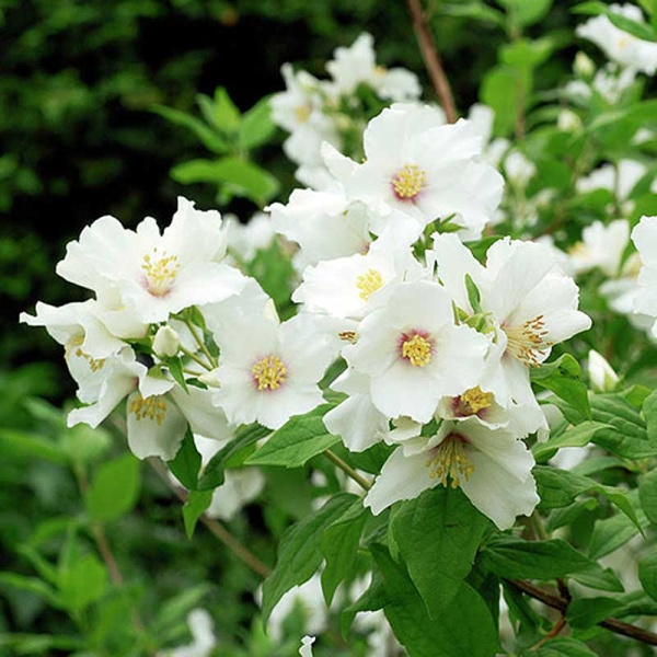 Чубушник Белле Этоль Р9 шт Садовита