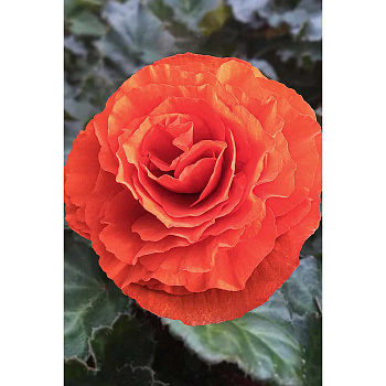 Бегония Нон Стоп Оранжевая 5/6 3 шт Садовита 