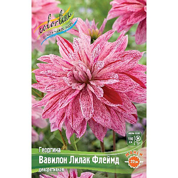 Георгина Вавилон Лилак Флеймд I 1 шт 