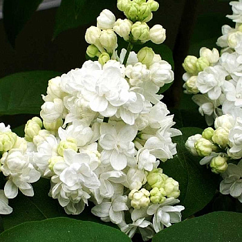 Сирень Обыкновенная Мадам Лемуан P9