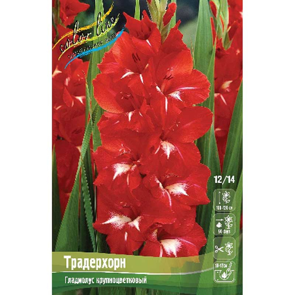 Гладиолус Традерхорн 12/14 100 шт Шоу-бокс 7752