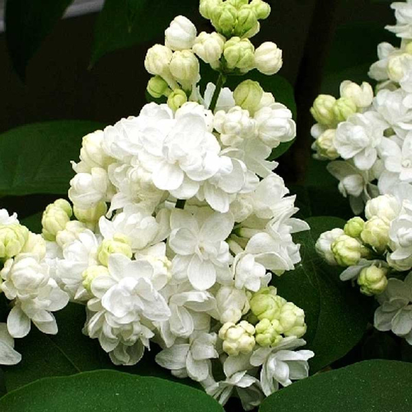 Сирень Обыкновенная Мадам Лемуан P9