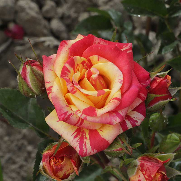 Роза спрей Файер Флэш Садовита