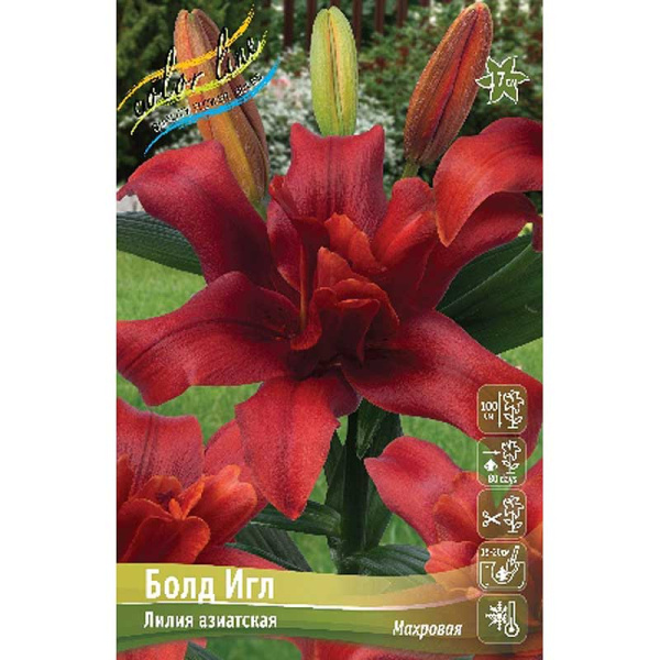 Лилия Болд Игл 12/14 5 шт 