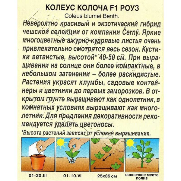 Колеус Колоча роуз Аэлита 