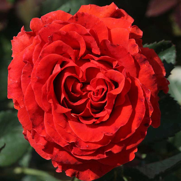 Роза чайно-гибридная (срезочная) Эль Торо Садовита