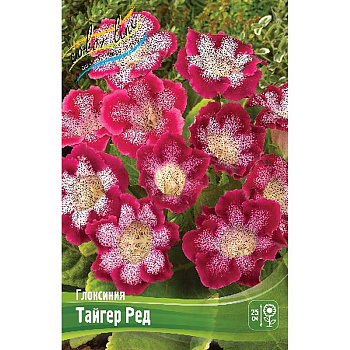 Глоксиния Тайгер Ред 5/6 2 шт 