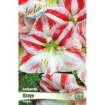 Амариллис Клоун 22/24 8 шт Шоу-Бокс 8703