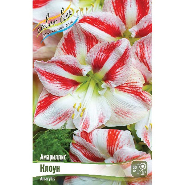 Амариллис Клоун 22/24 8 шт Шоу-Бокс 8703