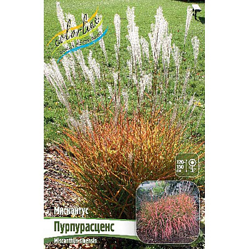Мискантус Пурпурасценс 2/3 25 шт Биг-Пак 13250