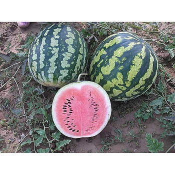 Арбуз Синчевский Марс Ц