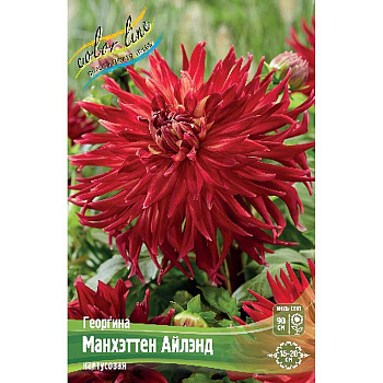 Георгина Манхэттен Айлэнд I 15 шт Шоу-бокс 9070