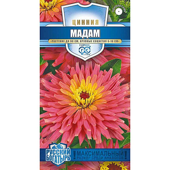 Циния Мадам Гавриш Ц 
