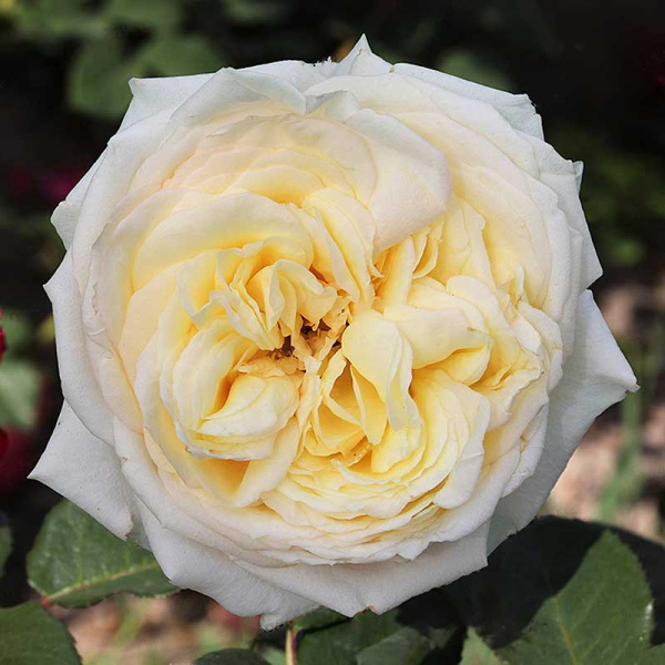 Роза шраб (английская) Пилигрим Садовита