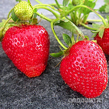 Земляника садовая ремонтантная Альбион (цена за 40 шт) ОСП