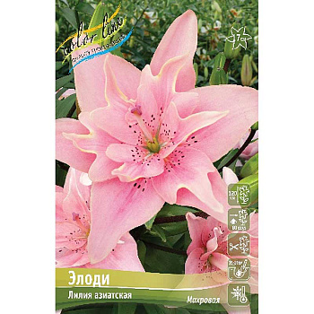 Лилия Элоди 12/14 25 шт Биг-пак 10088