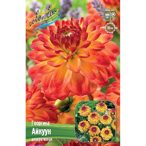 Георгина Айкуун I 15 шт Шоу-бокс 8968