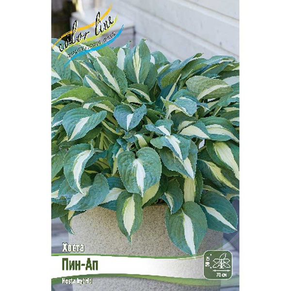 Хоста Пин-Ап 1 n 1 шт