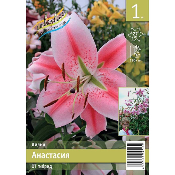 Лилия Анастасия 12/14 1 Эконом шт