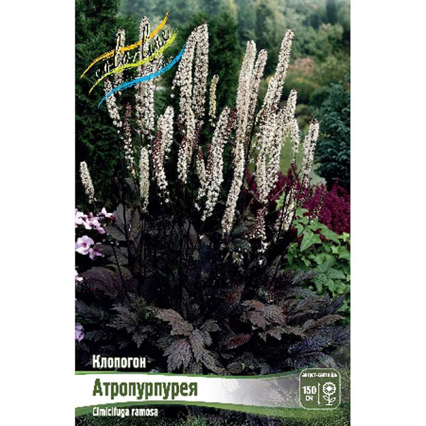 Клопогон Атропурпурея I 1 шт