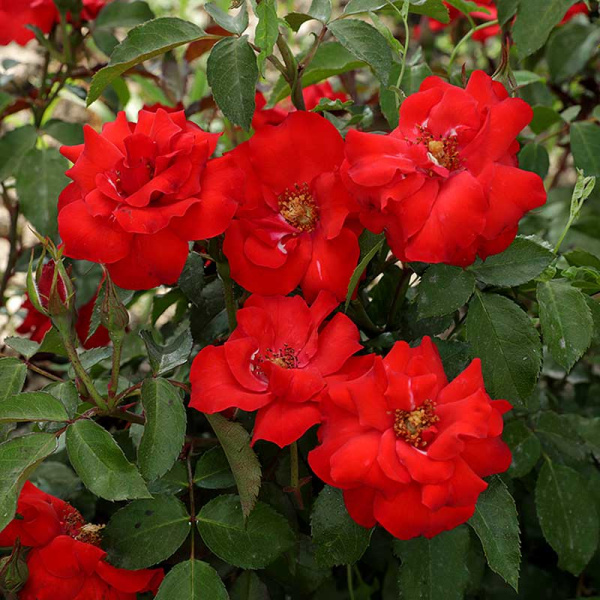 Роза канадская (почвопокровная) Альпенглухен Садовита