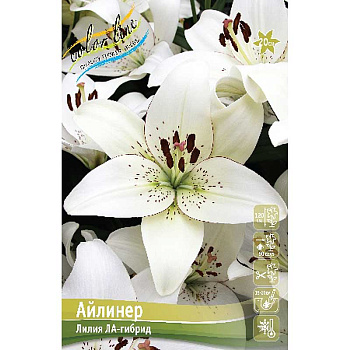 Лилия Айлинер 16/18 25 шт Биг-Пак 14758 