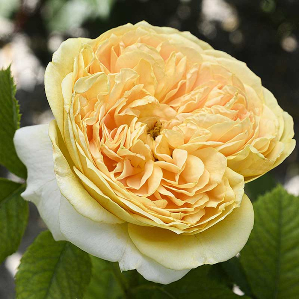 Роза шраб Голден Зест Садовита