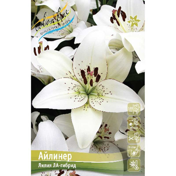 Лилия Айлинер 16/18 25 шт Биг-Пак 14758 