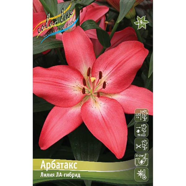 Лилия Арбатакс 12/14 25 шт Биг-пак 10033 