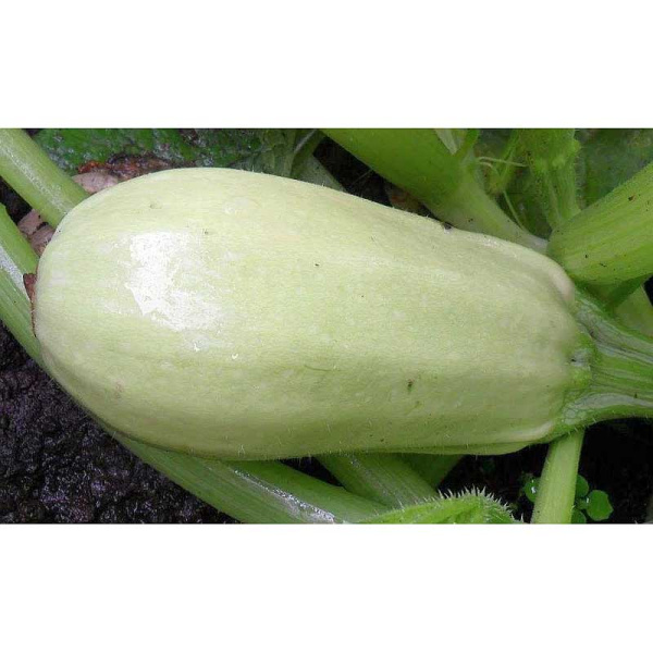 Кабачок Ролик "Кольчуга" НК