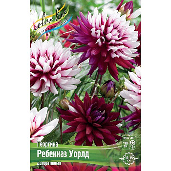 Георгина Ребекказ Уорлд I 15 шт Шоу-бокс 9004