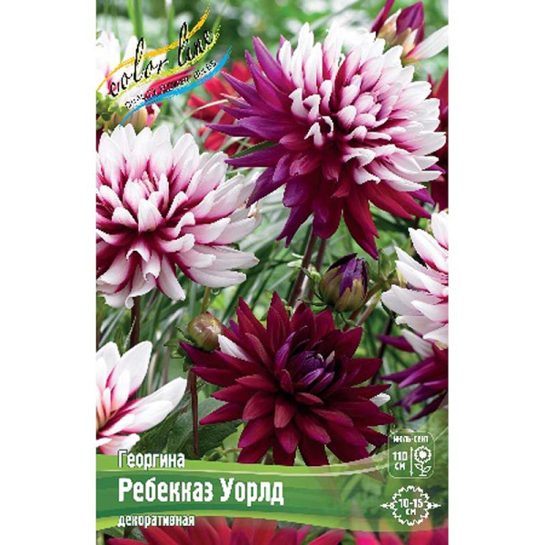 Георгина Ребекказ Уорлд I 15 шт Шоу-бокс 9004