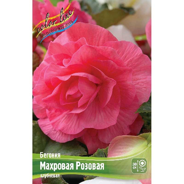 Бегония Махровая Розовая 5/6 3 шт 