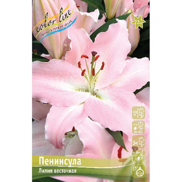 Лилия Пенинсула 13/14 5 шт