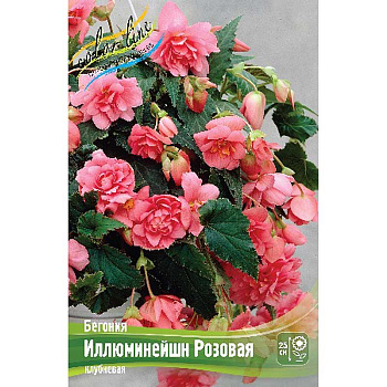 Бегония Иллюминейшн Розовая 5/6 50 шт Шоу-бокс 8817