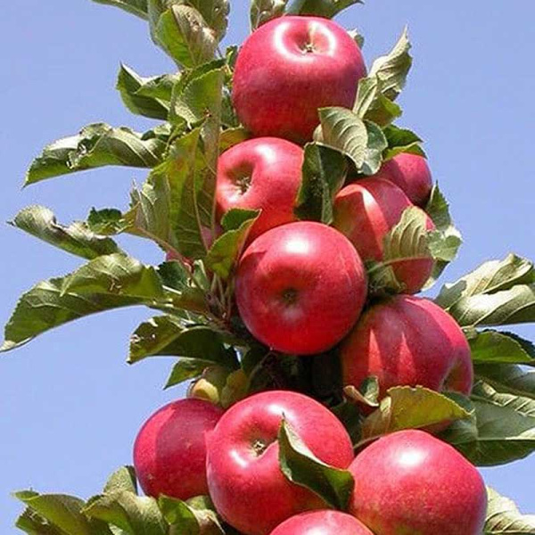 Яблоня Стрела колоновидная Садовита