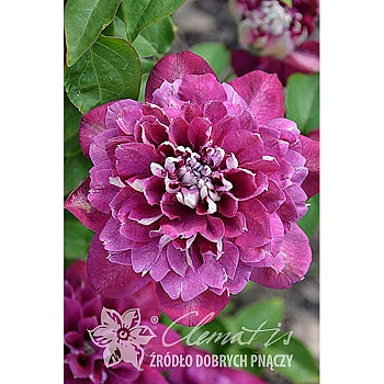 Клематис Хот Киссес P9 шт